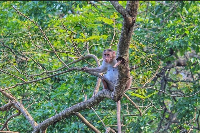 Sanjay Gandhi National Park and Kanheri Caves Day Private Tour - Pickup, AC Comfort, and Private-Group Flow